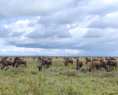 The Great Migration in the Serengeti National Park is a unique annual journey of Wildebeests and other animals in search of greener pastures