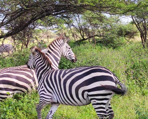 A group of Zebras in the Ndutu Area (Southern Serengeti)
