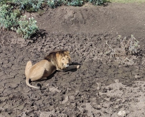 A male lion resting in a ditch (Ngorongoro Conservation Area)