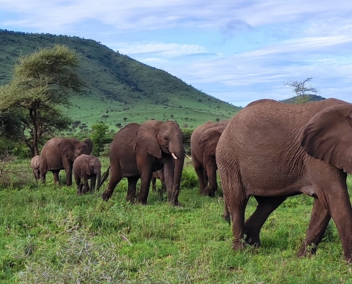 A group of elephants in the legendary Serengeti