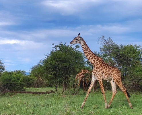 A Giraffe in Serengeti National Park