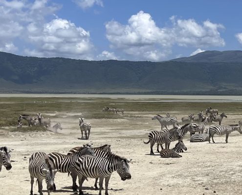 Zebras in the famous Ngorongoro crater (caldera)